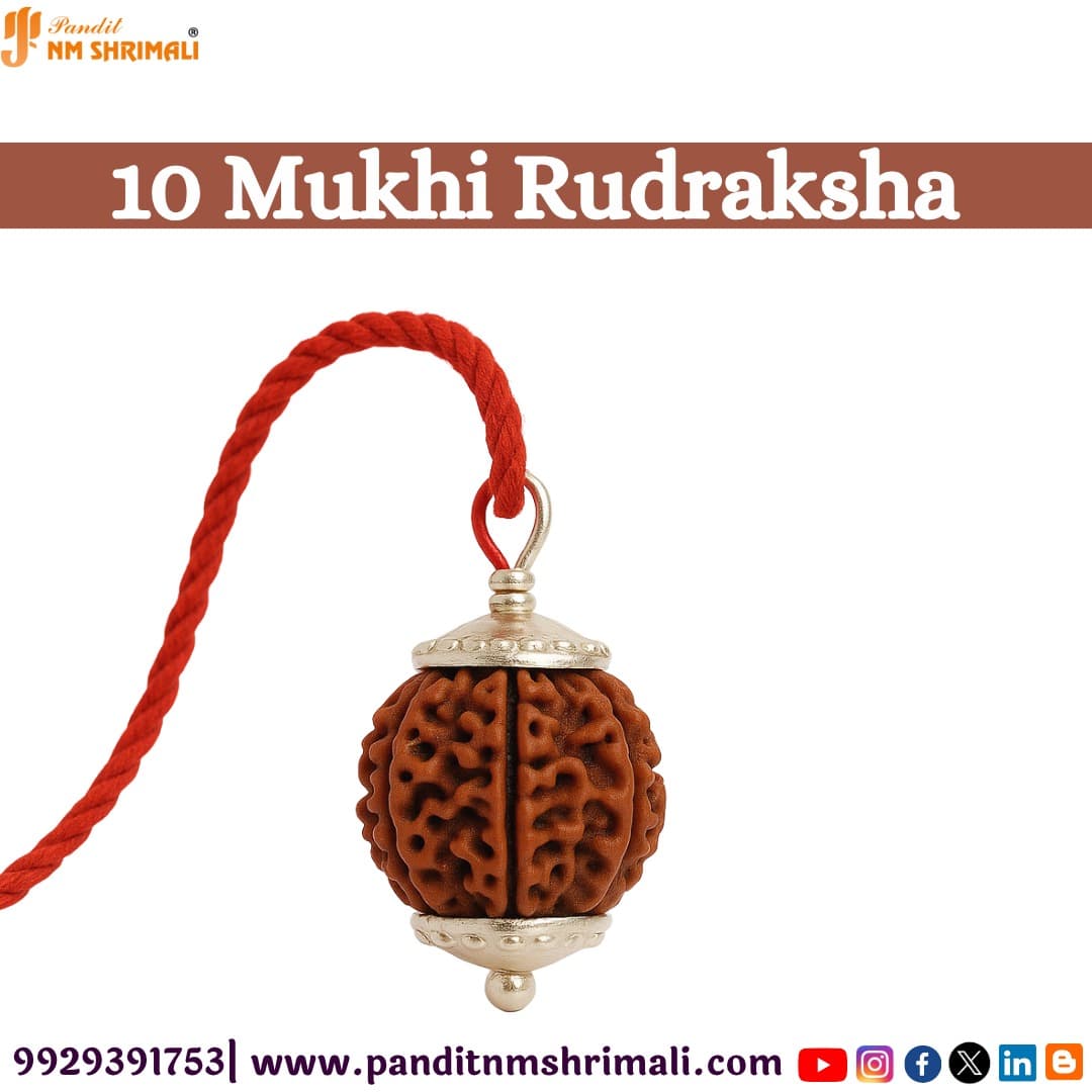 10 Mukhi Rudraksha 100% Certified