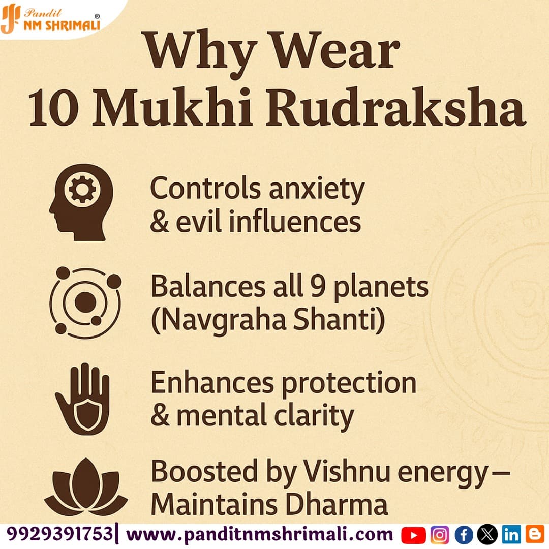 10 Mukhi Rudraksha 100% Certified thumbnail 3