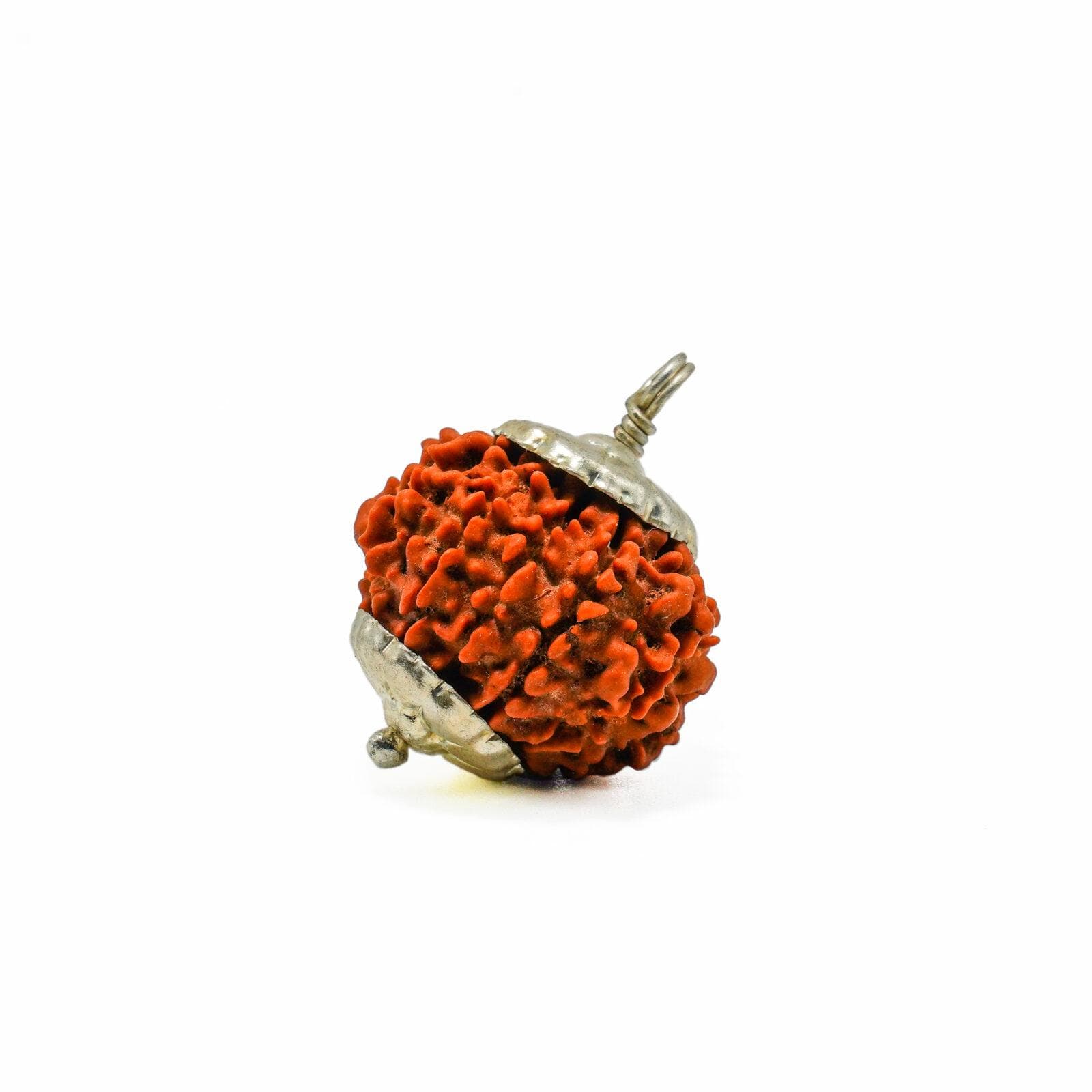 11 Mukhi Rudraksha 100% Certified thumbnail 2