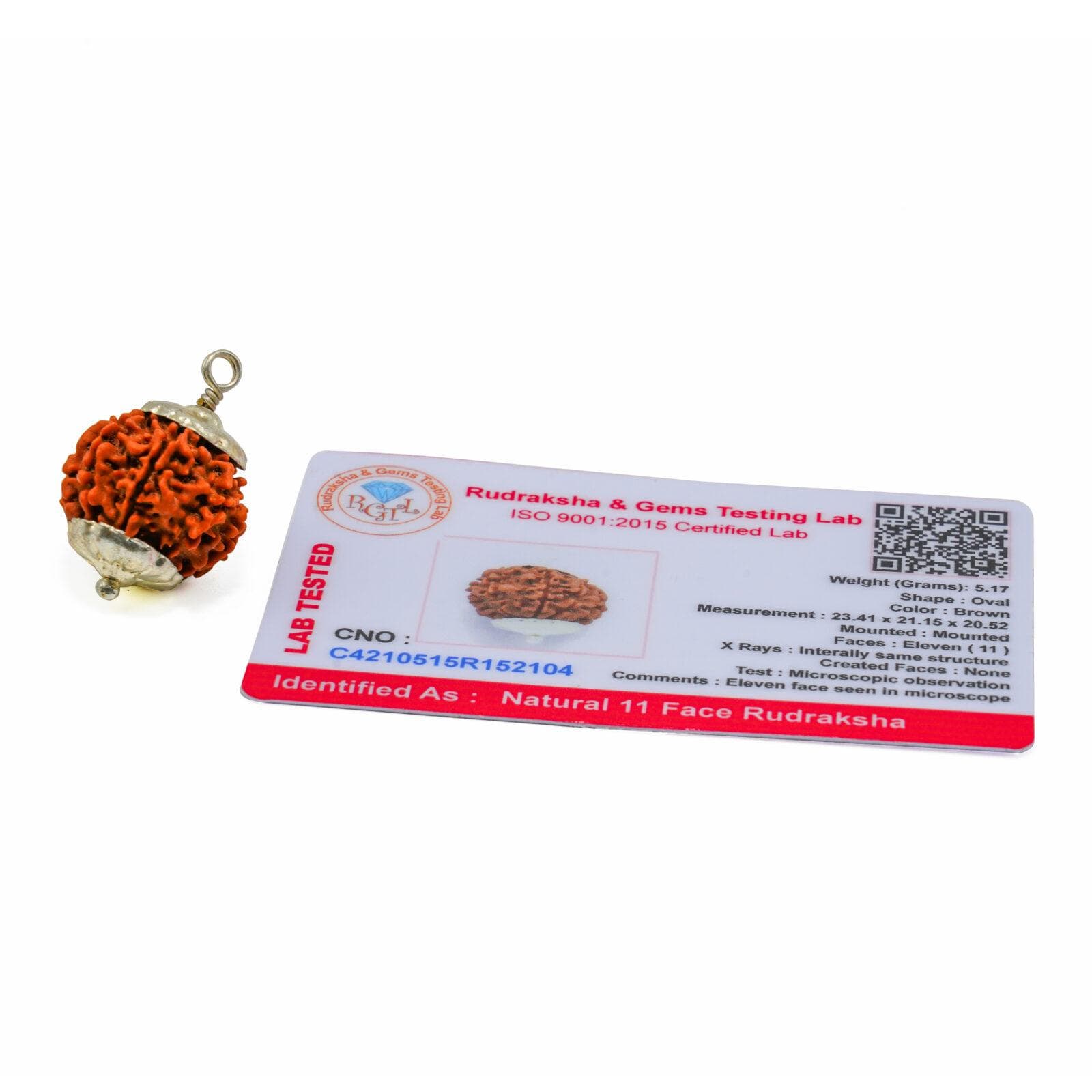 11 Mukhi Rudraksha 100% Certified thumbnail 3
