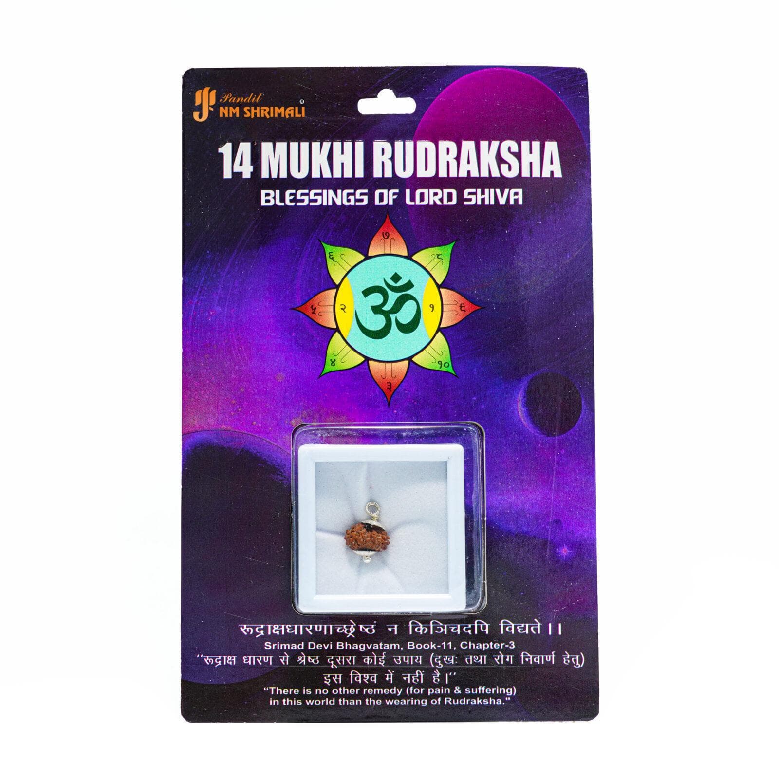 14 Mukhi Rudraksha 100% Certified