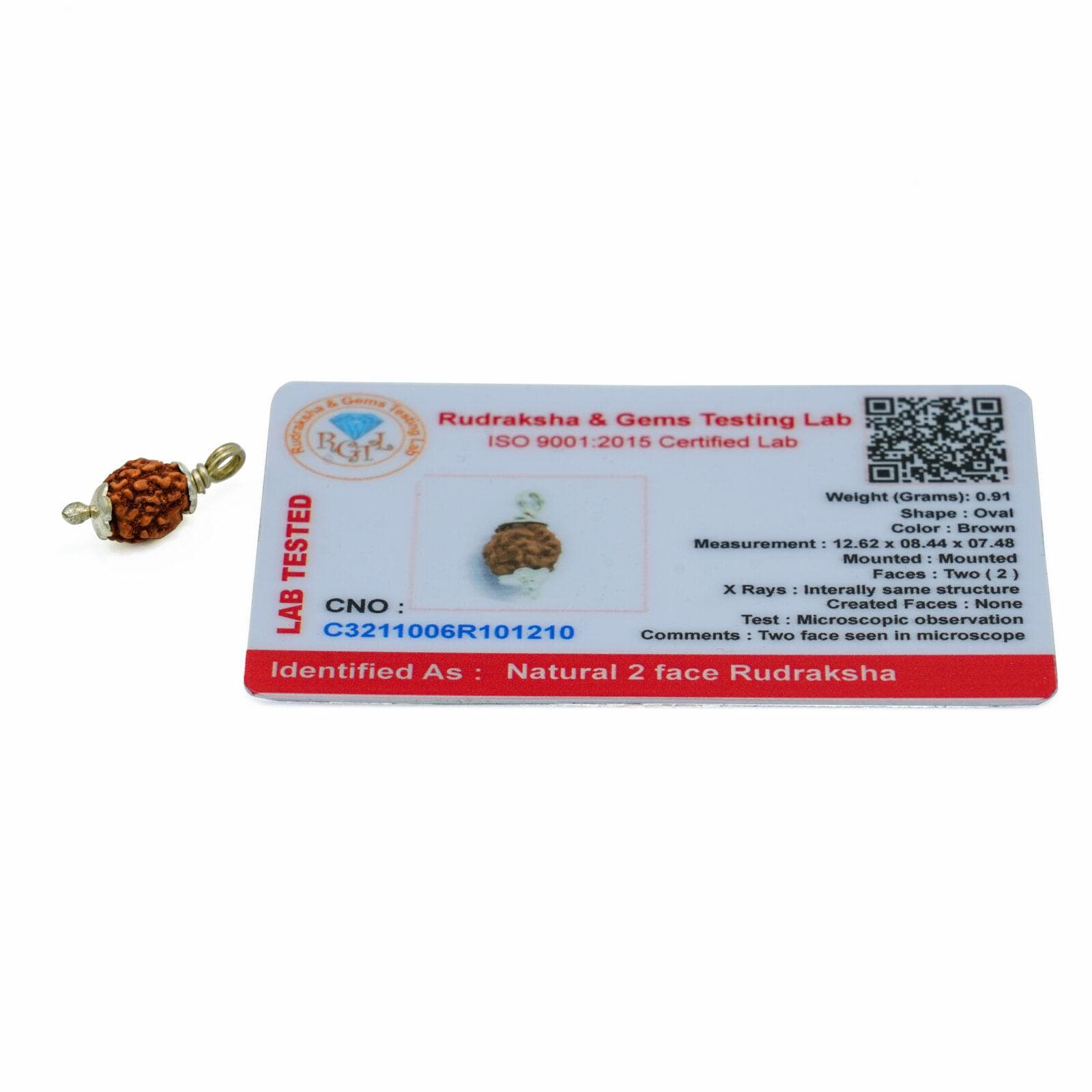 2 Mukhi Rudraksha 100% Certified thumbnail 3