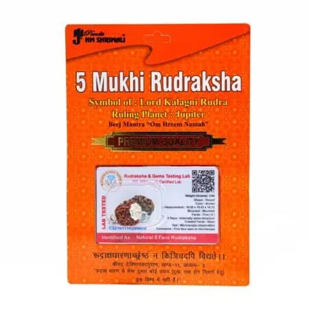 6 Mukhi Rudraksha 100% Certified thumbnail 2