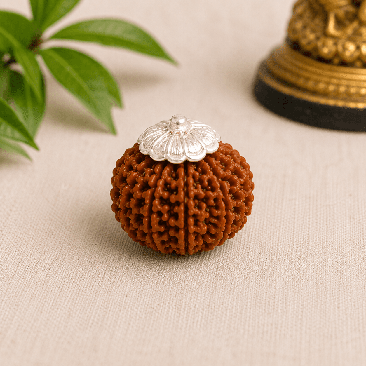11 Mukhi Rudraksha 100% Certified