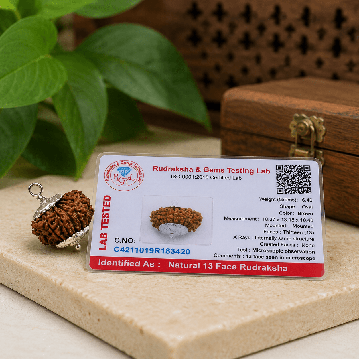 13 Mukhi Rudraksha 100% Certified