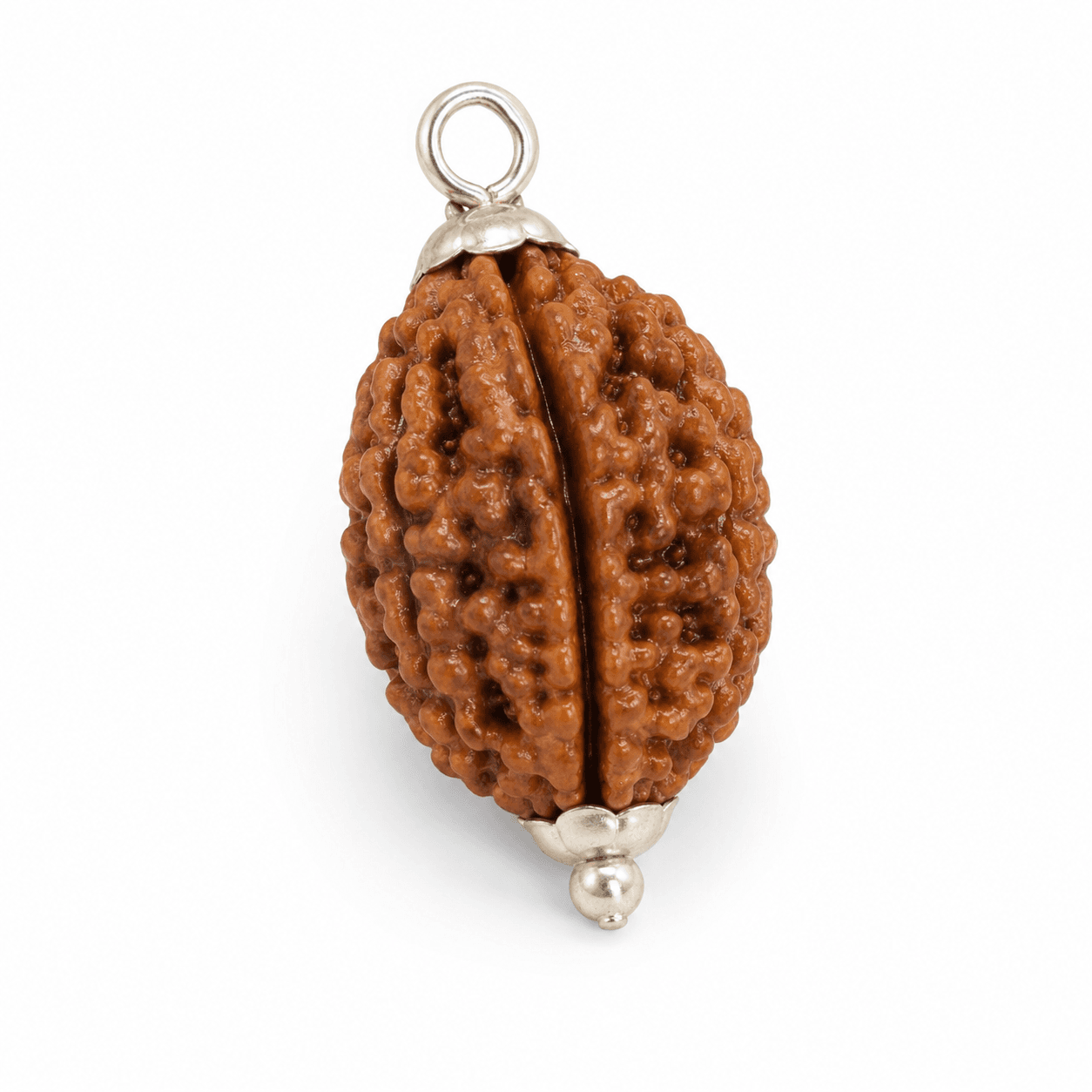 2 Mukhi Rudraksha 100% Certified