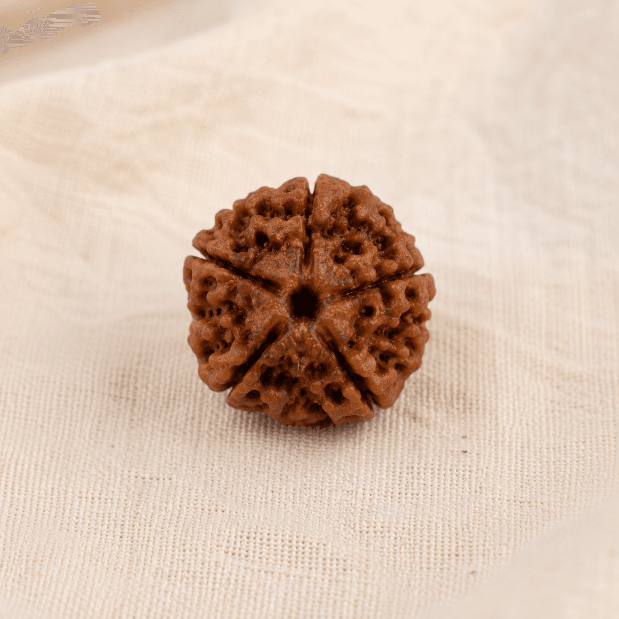 5 Mukhi Rudraksha 100% Certified