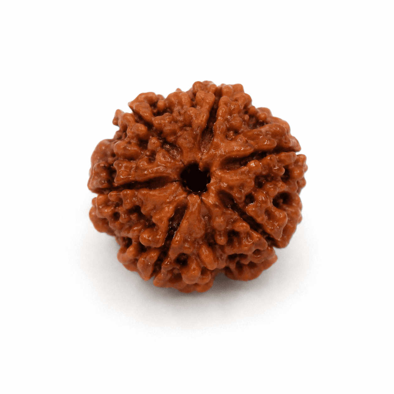 7 Mukhi Rudraksha 100% Certified