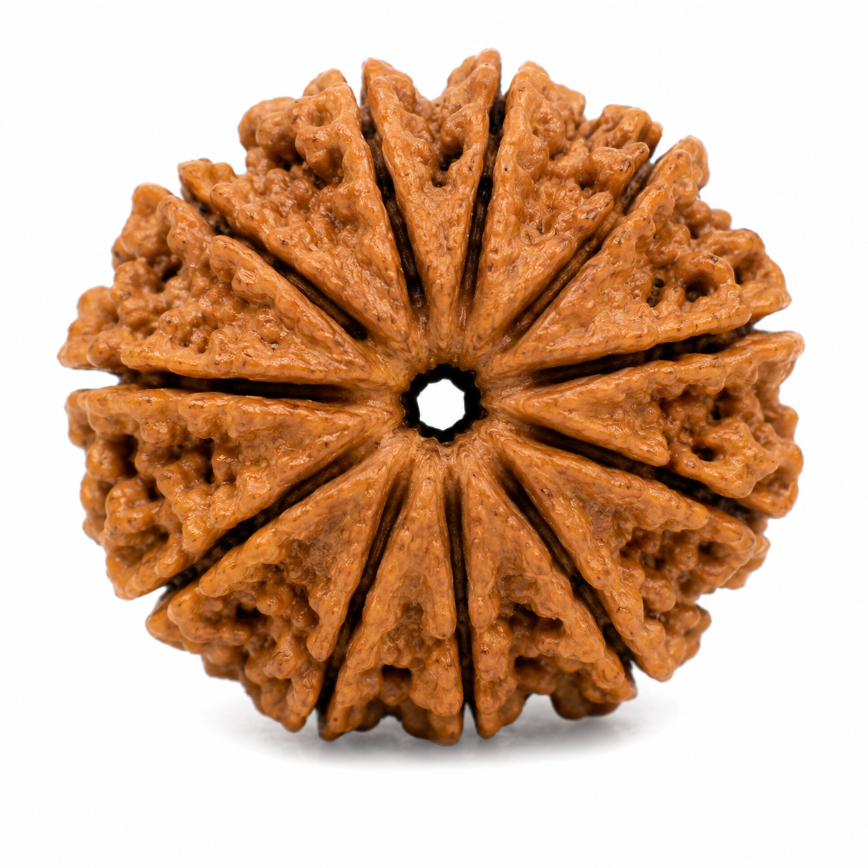 11 Mukhi Rudraksha 100% Certified thumbnail 2