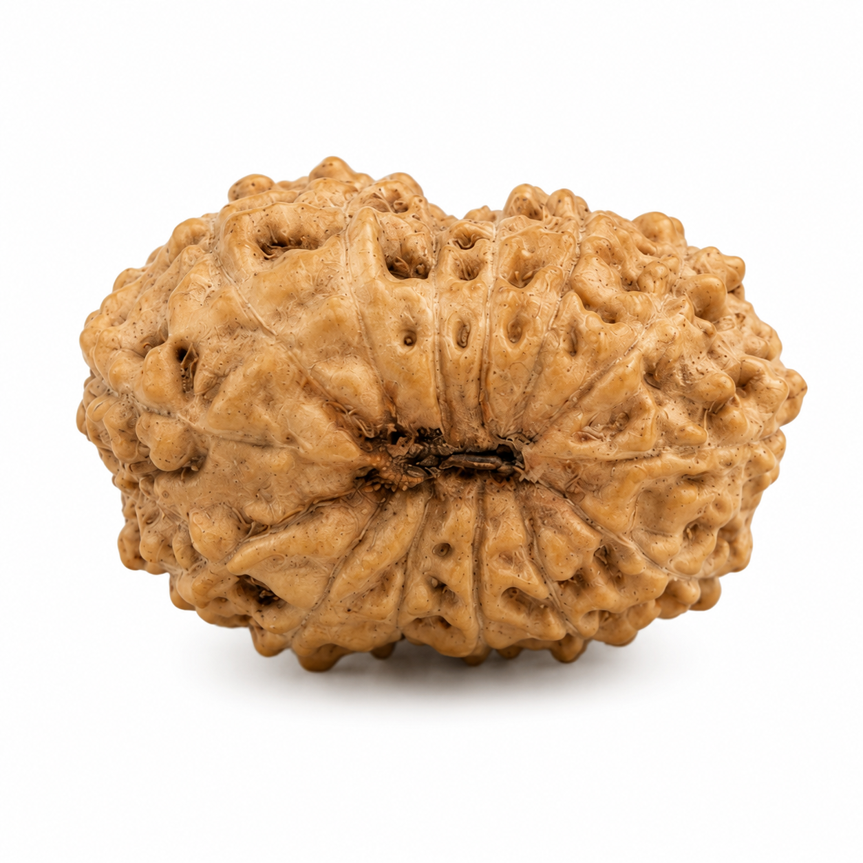 14 Mukhi Rudraksha 100% Certified thumbnail 3