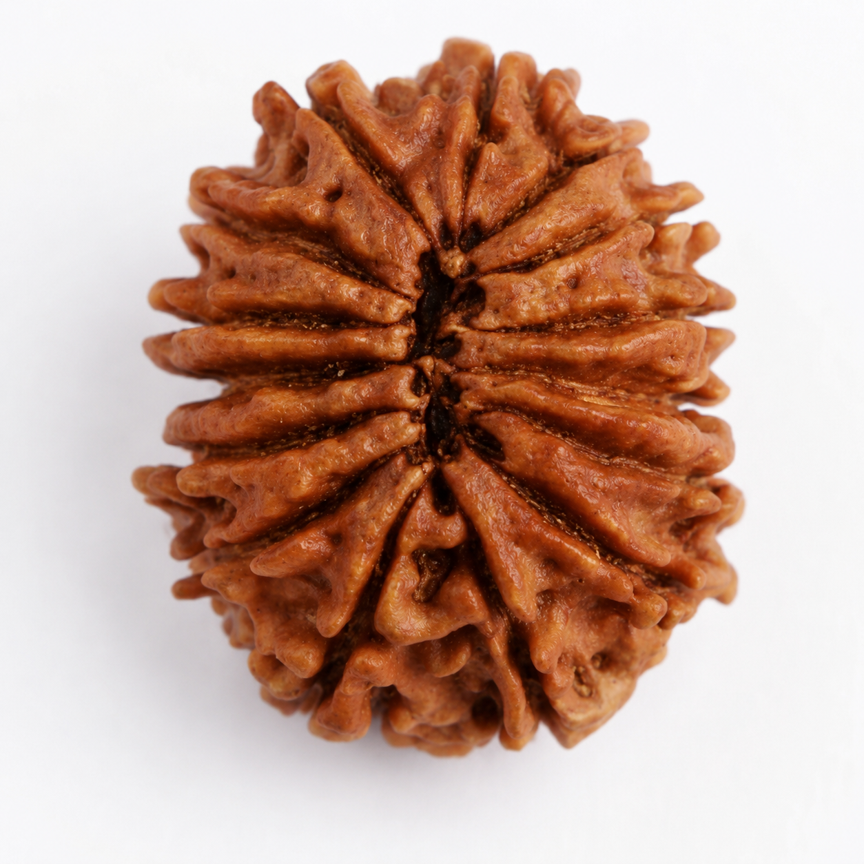 15 Mukhi Rudraksha 100% Certified thumbnail 2