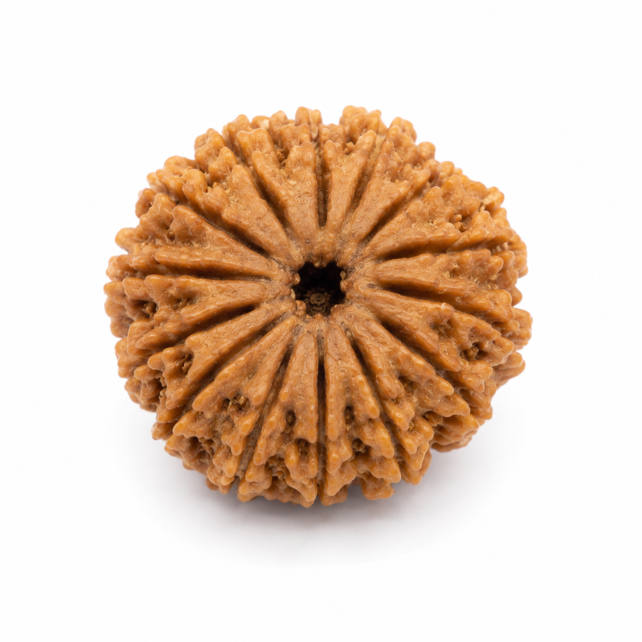16 Mukhi Rudraksha 100% Certified