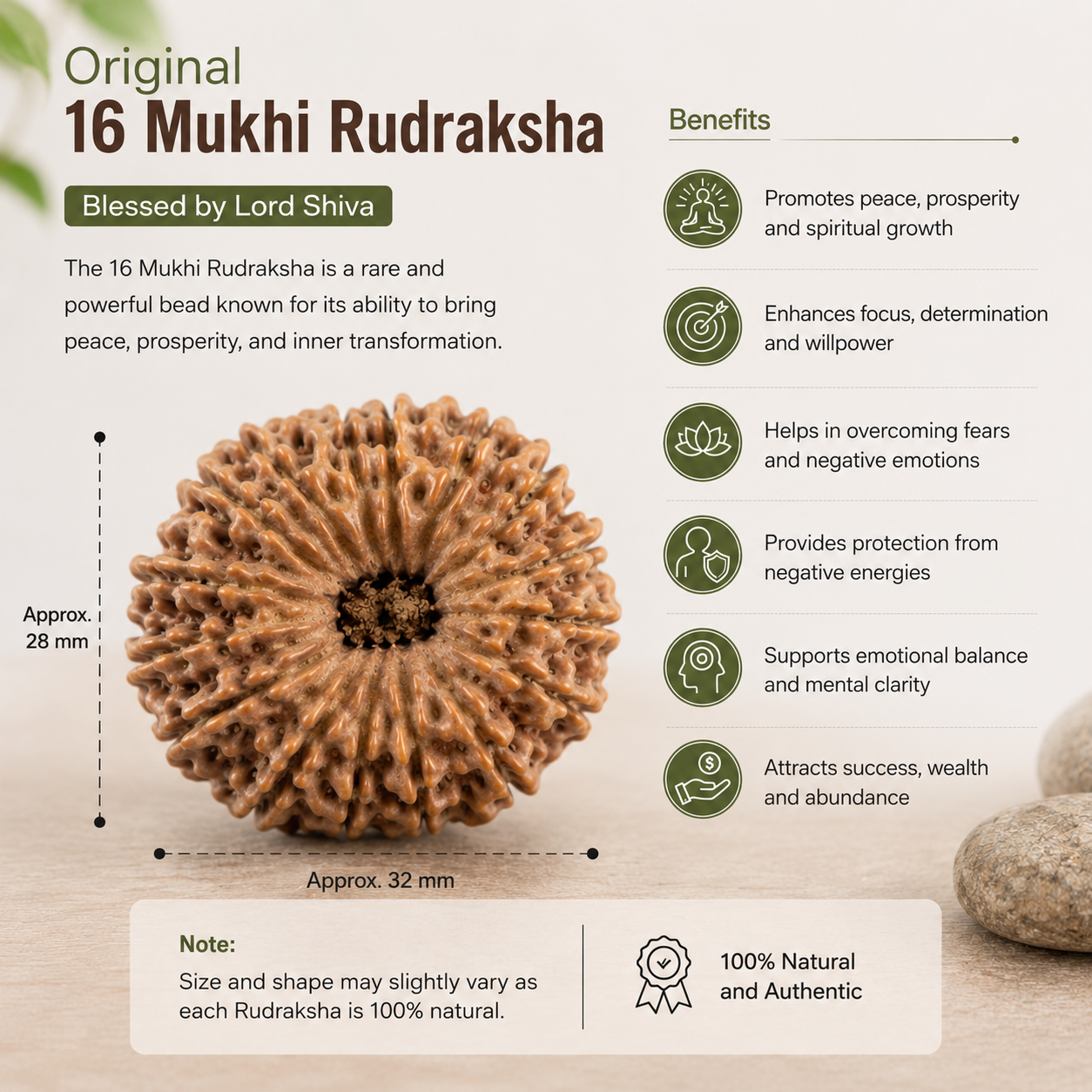 16 Mukhi Rudraksha 100% Certified thumbnail 2