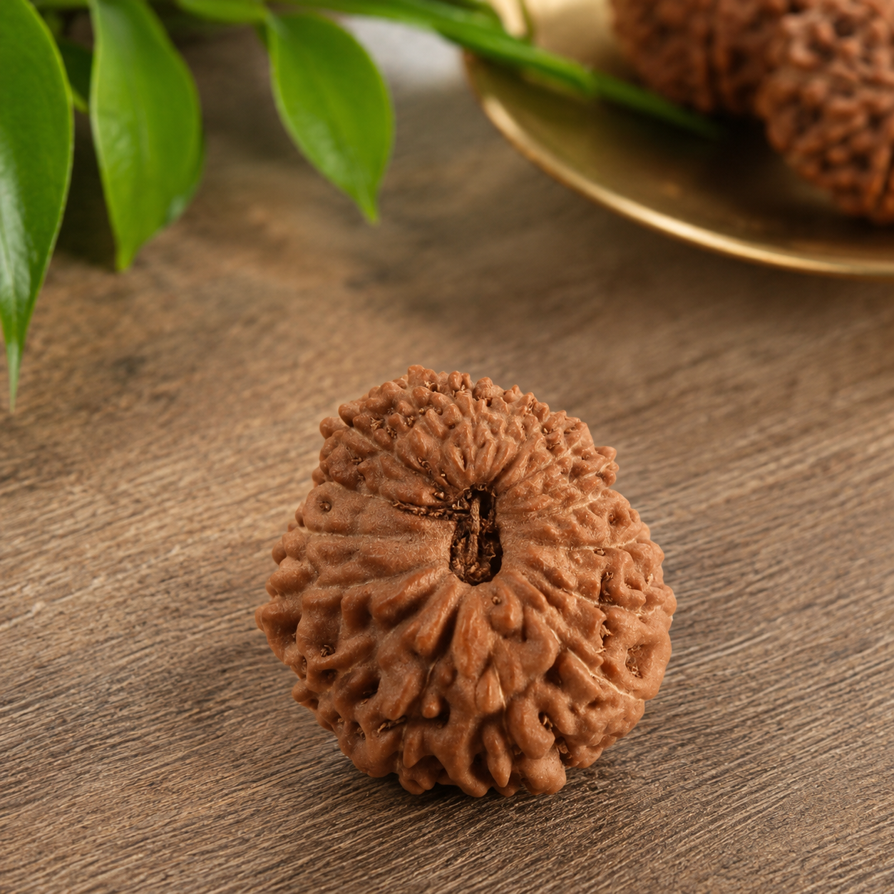 17 Mukhi Rudraksha 100% Original & Certified