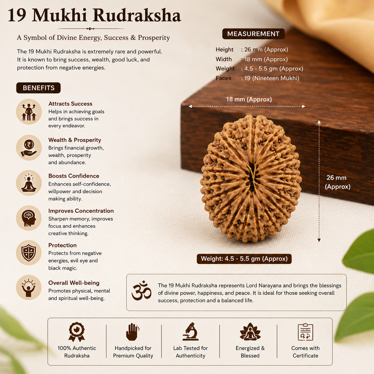 19 Mukhi Rudraksha 100% Original & Certified thumbnail 2