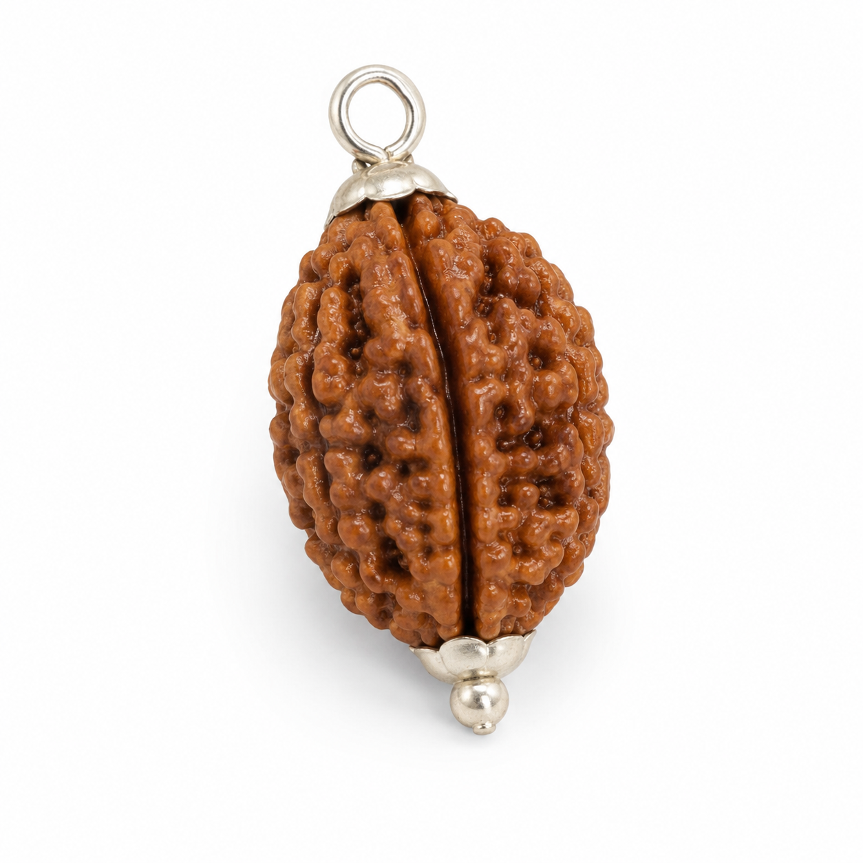 2 Mukhi Rudraksha 100% Certified