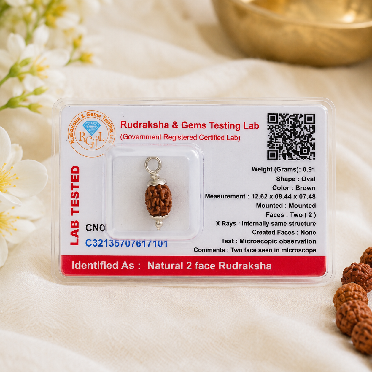 2 Mukhi Rudraksha 100% Certified thumbnail 2
