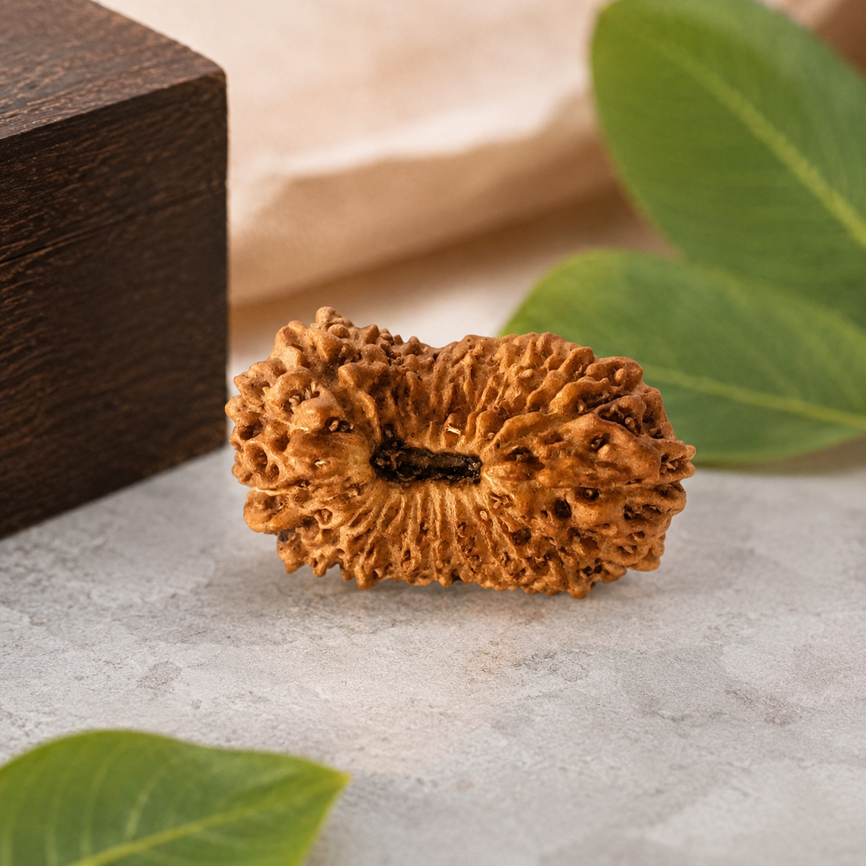 20 Mukhi Rudraksha 100% Original & Certified