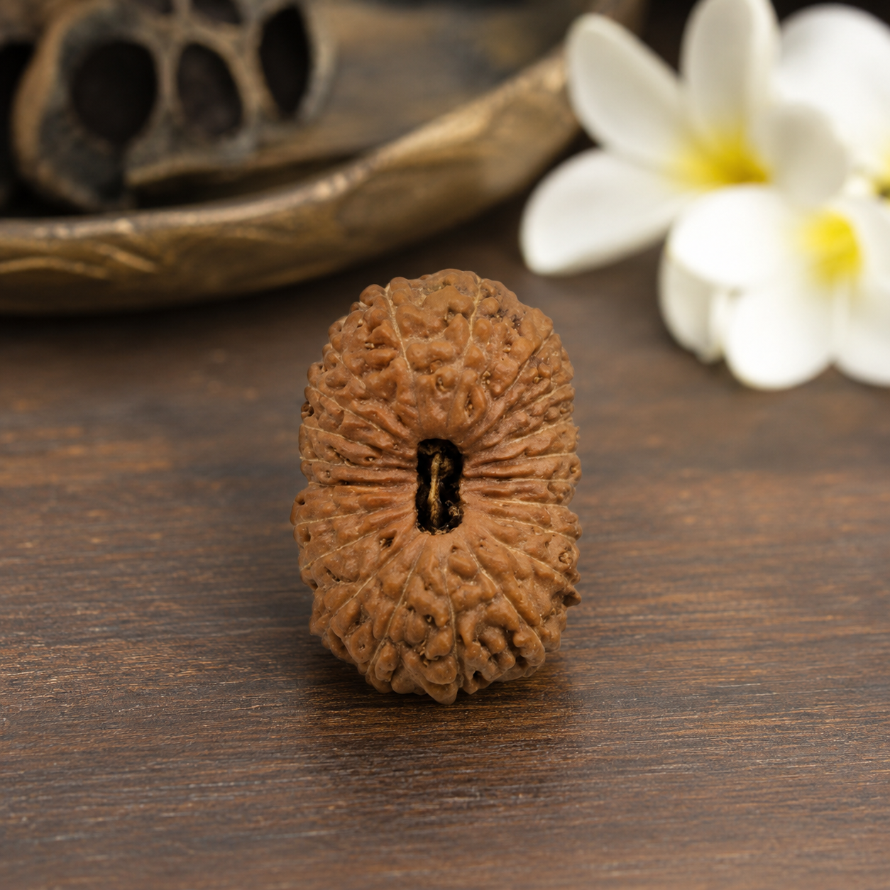 21 Mukhi Rudraksha 100% Original & Certified
