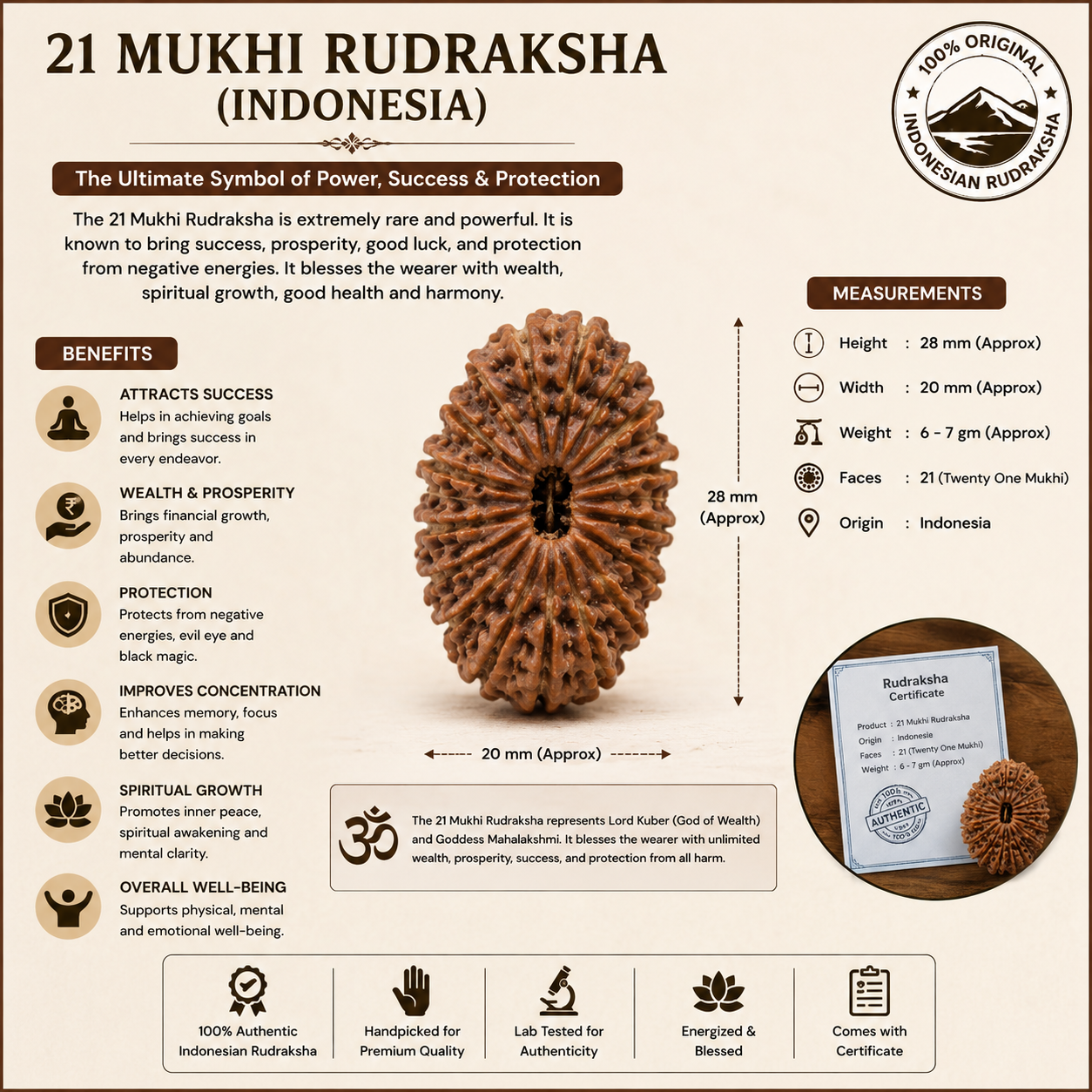 21 Mukhi Rudraksha 100% Original & Certified thumbnail 2