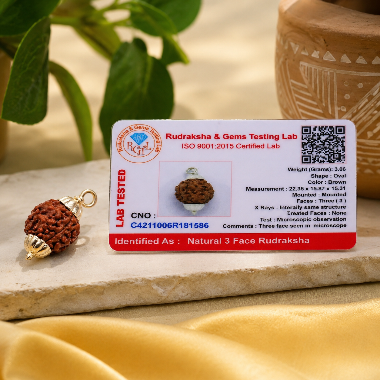 3 Mukhi Rudraksha 100% Certified thumbnail 2