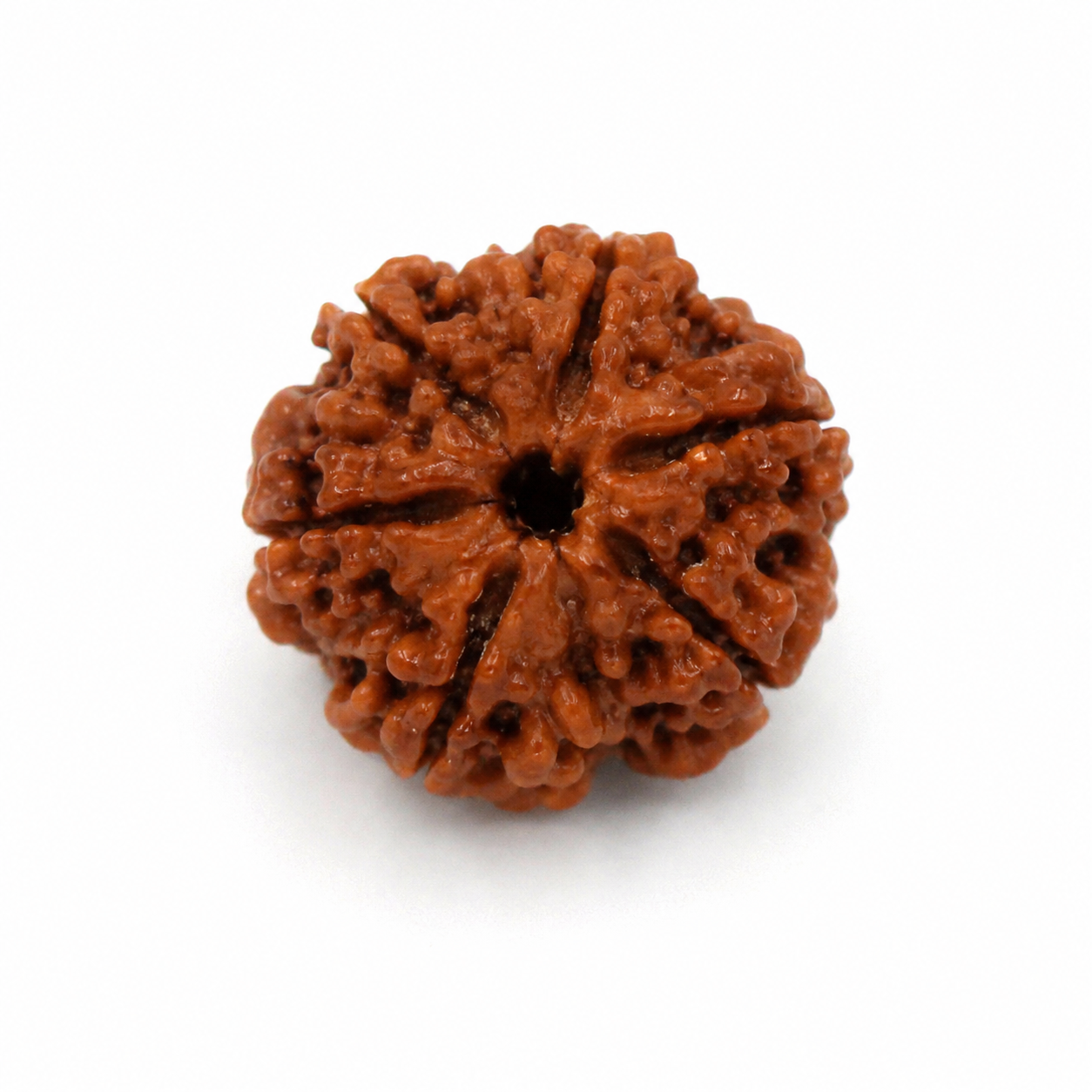 7 Mukhi Rudraksha 100% Certified
