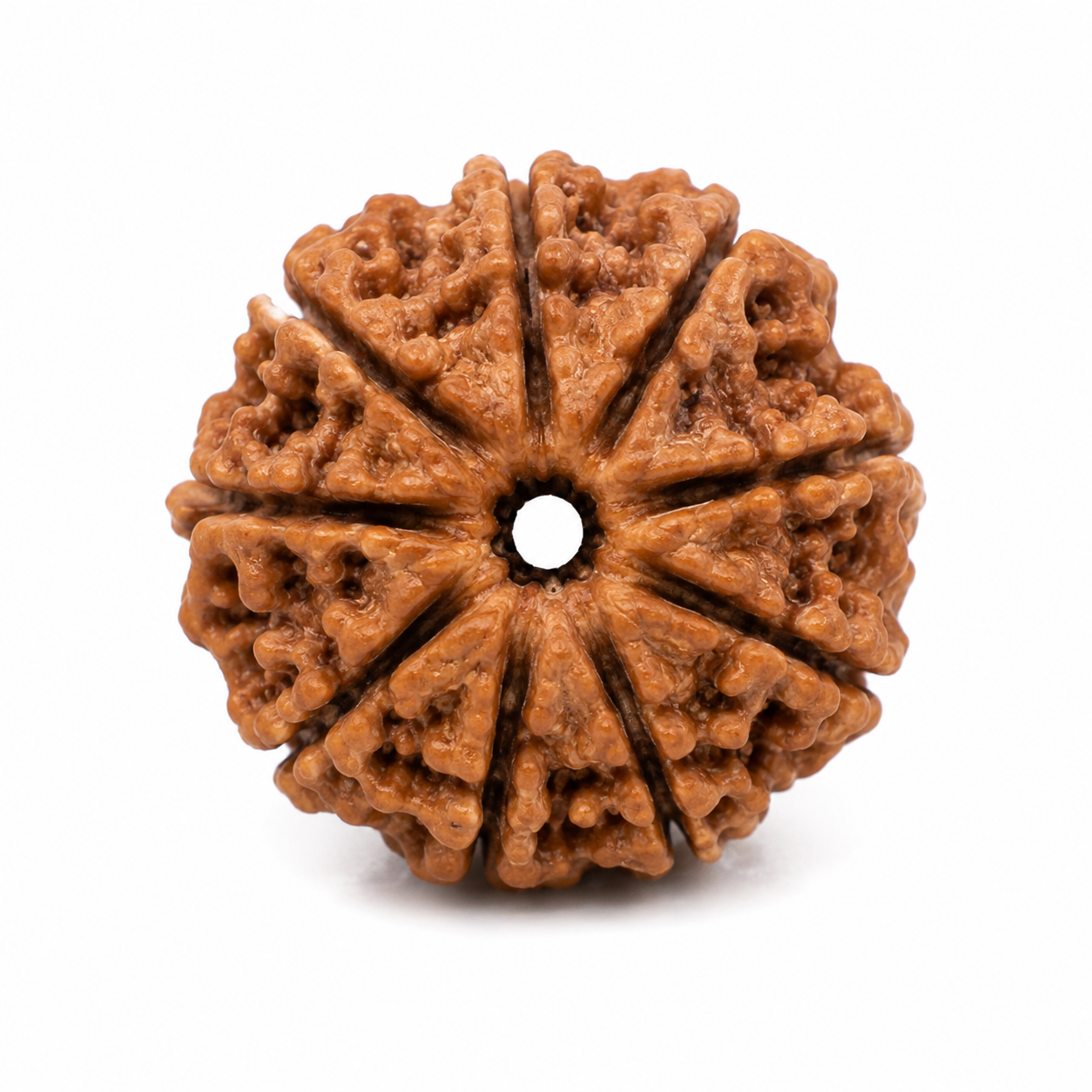 9 Mukhi Rudraksha 100% Certified thumbnail 2
