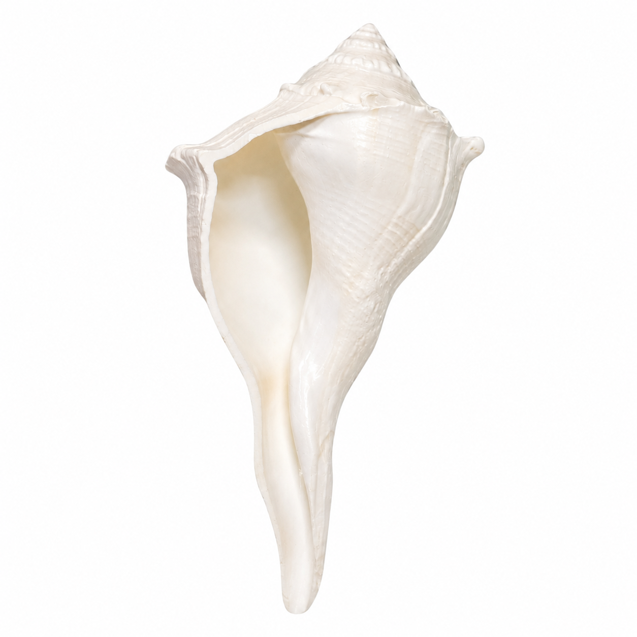 Dakshinavarti Shankh (Right-Turning Conch)