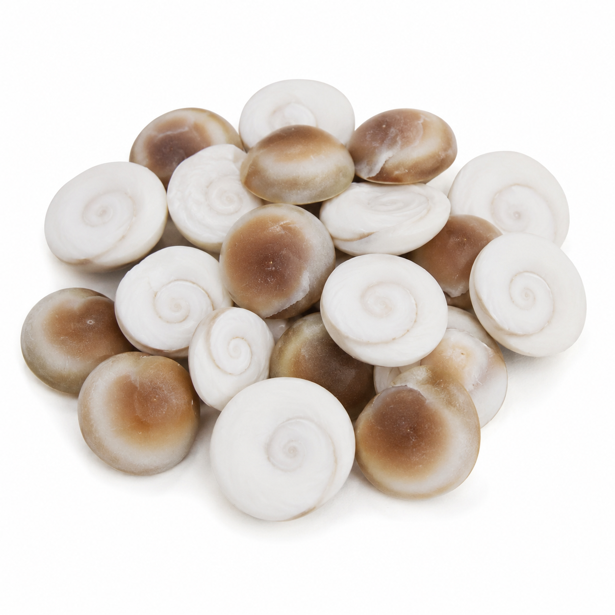 Gomati Chakra (Sacred Conch Discs)