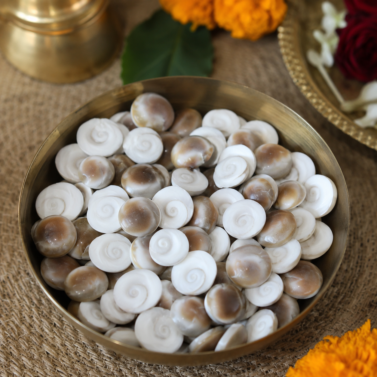 Gomati Chakra (Sacred Conch Discs) thumbnail 3