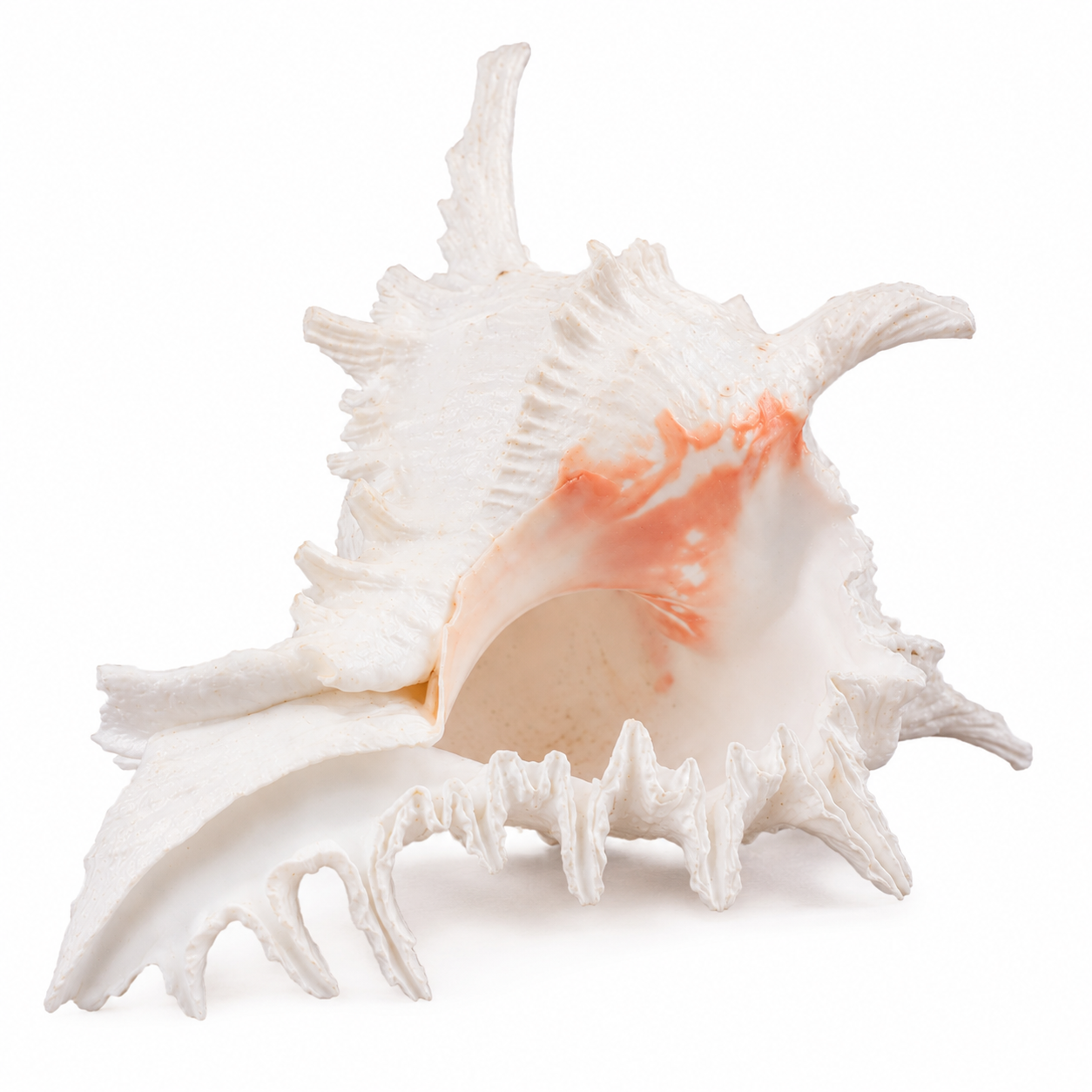 Gomukh Shankh (Cow-Face Conch)