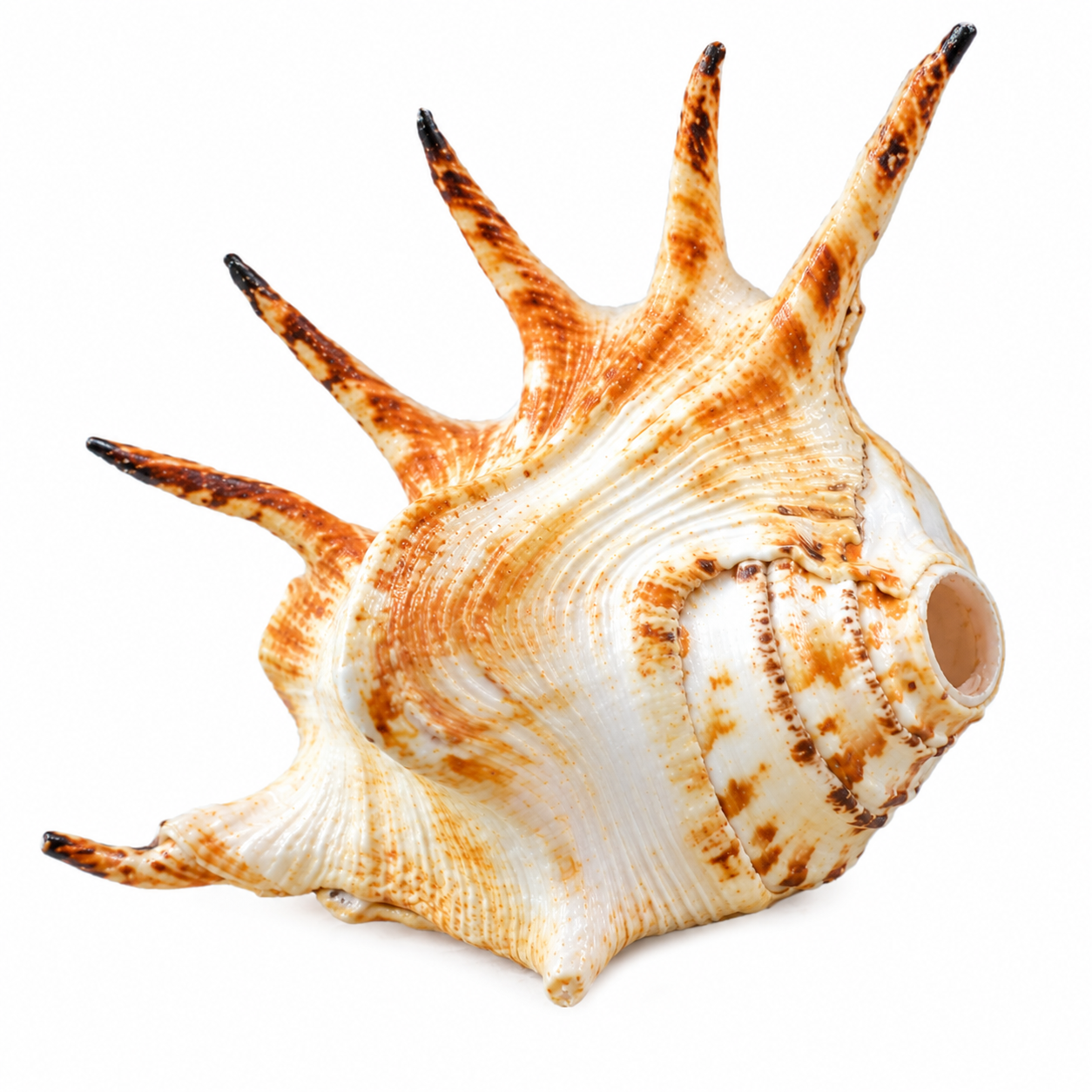 Panja Shankh (Five-Lined Conch)