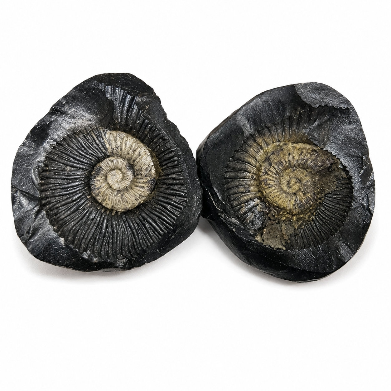 Shaligram Stone (Sacred Vishnu Stone)