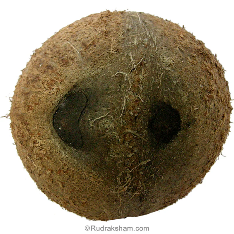 Two Eye Coconut (Do Aksi Nariyal)