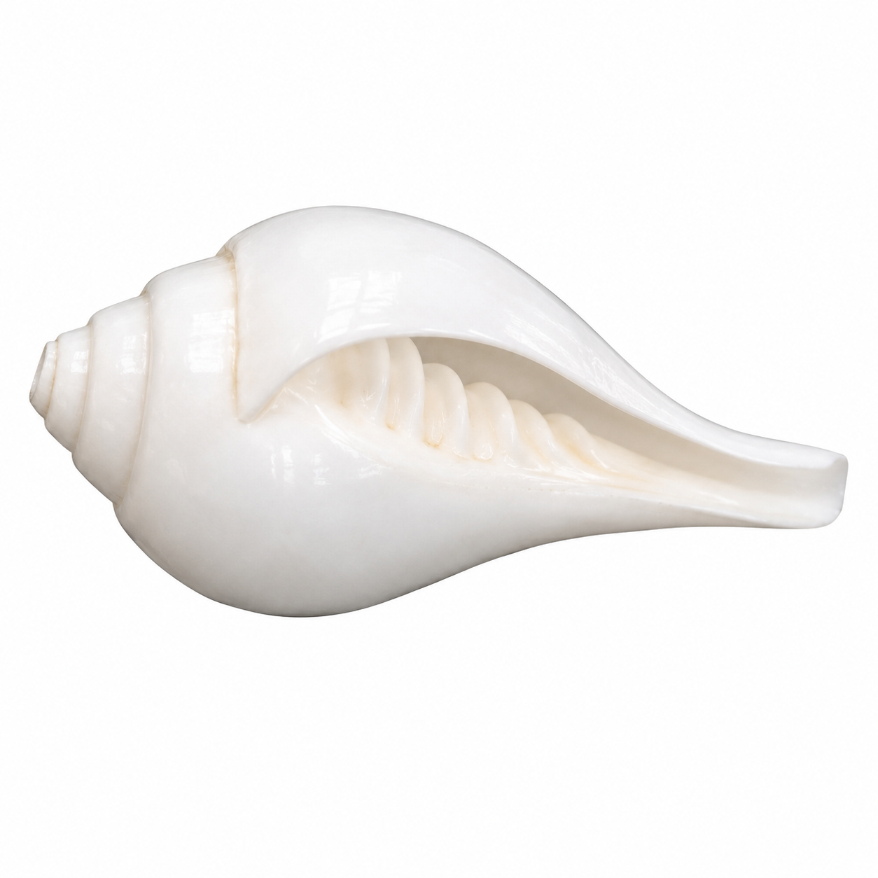 Vamavarti Shankh (Left-Turning Conch)