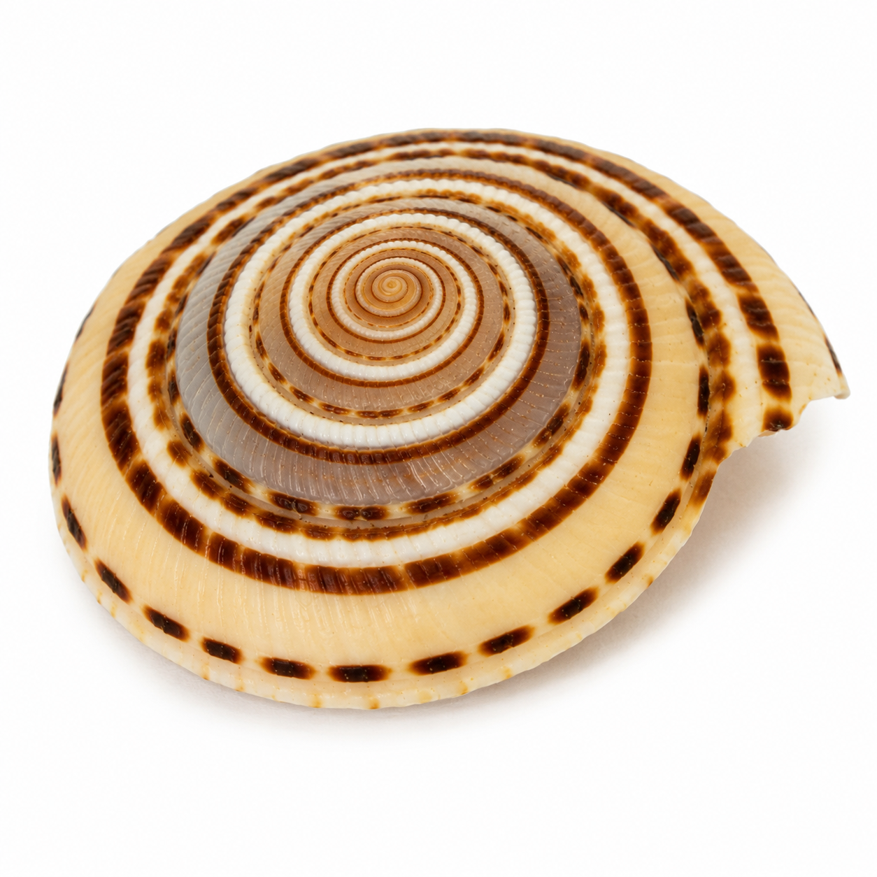Vishnu Chakra (Sudarshana Disc)